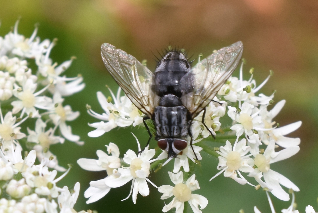 Billaea adelpha