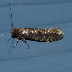 Haplotinea insectella