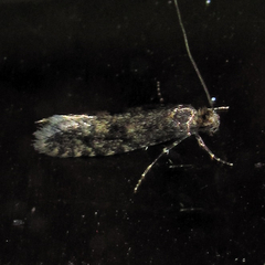 Haplotinea insectella