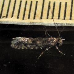 Haplotinea insectella