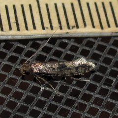 Haplotinea insectella