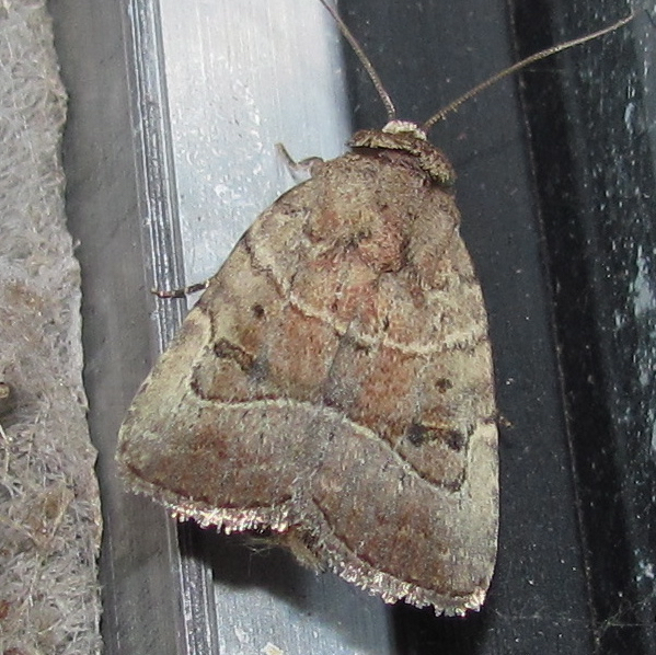 Elaphria fuscimacula