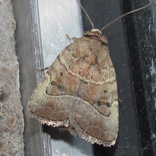 Elaphria fuscimacula Grote, 1881