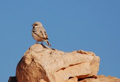 Passer simplex saharae