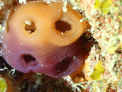 Reef Tunicate photo 3