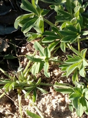 Lupinus luteus