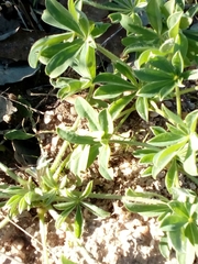 Lupinus luteus