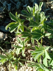 Lupinus luteus