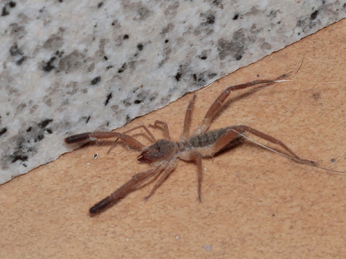 Iberian Solifugid, 7330 Santo António das Areias, Portugal, photo 10 of 10