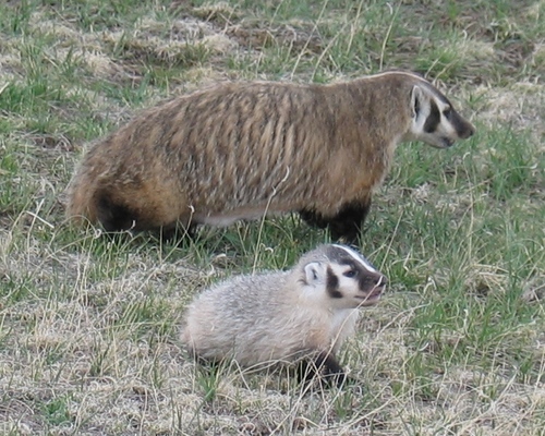 American Badger photographed in South Dakota
