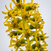 Ligularia virgaurea - Photo (c) Mengshuai Ge, some rights reserved (CC BY-NC), uploaded by Mengshuai Ge