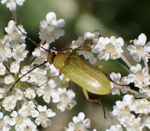 Sulphur Beetle, Meijendel and Berkheide, Wassenaar, South Holland, NL, photo 10 of 10