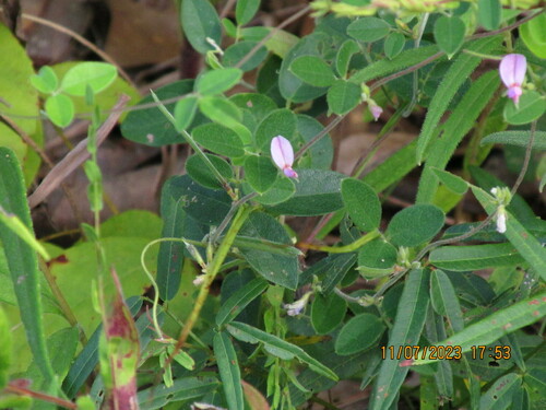 Image of Galactia regularis by (c) macgyver97, some rights reserved (CC BY-SA)