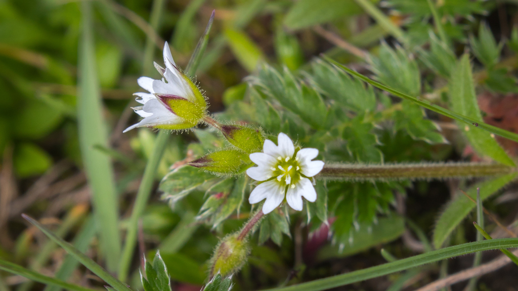 Cerastium pusillum from 中国青海省黄南藏族自治州泽库县 on July 12, 2023 at 02:17 PM by ...