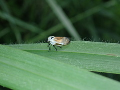 Sphenorhina quadrifera
