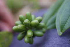 Guatteria blainii