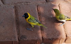 Ploceus intermedius cabanisii