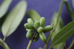 Guatteria blainii