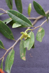 Guatteria blainii