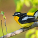 Yellow-rumped Flycatcher - Photo (c) Анна Голубева, some rights reserved (CC BY-NC-ND), uploaded by Анна Голубева