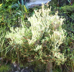 Erica stylaris