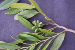 Guatteria blainii