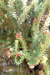 Erica stylaris