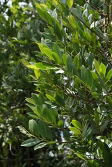 Guatteria blainii