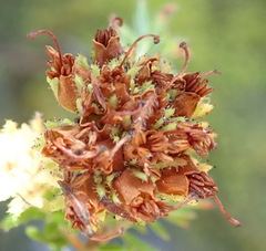 Erica stylaris