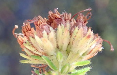 Erica stylaris
