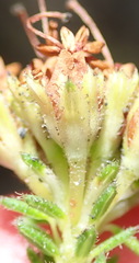 Erica stylaris