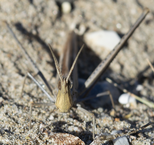 Truxalis nasuta