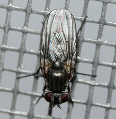 Fanniidae