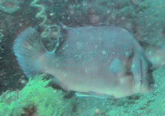 Plectorhinchus gibbosus