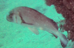 Plectorhinchus gibbosus