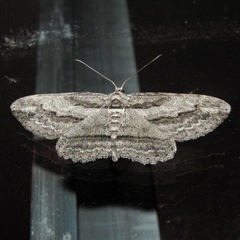 Stenoporpia dissonaria