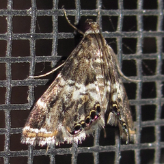 Usingeriessa onyxalis