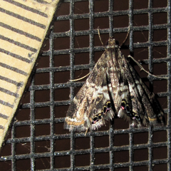 Usingeriessa onyxalis