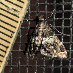 Usingeriessa onyxalis