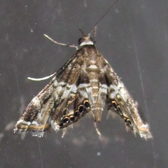 Usingeriessa onyxalis