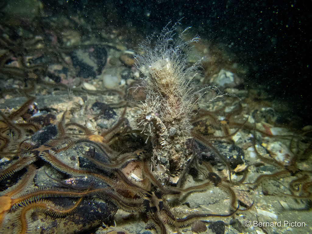 Parchment tubeworm / tube worm