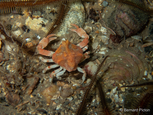 Pennant's nut crab