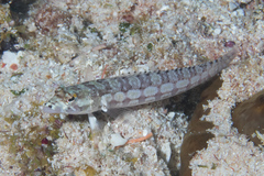 Parapercis tetracantha