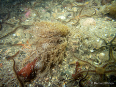 Eucratea loricata
