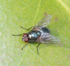 Eudasyphora