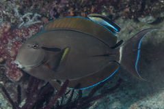 Acanthurus nigricauda