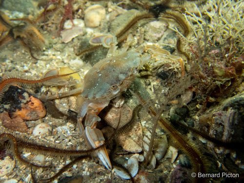 Flying Crab, photo 3 of 10