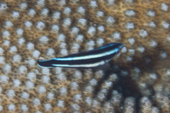 Labropsis manabei