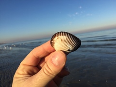 Anadara inaequivalvis