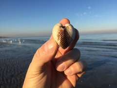 Anadara inaequivalvis